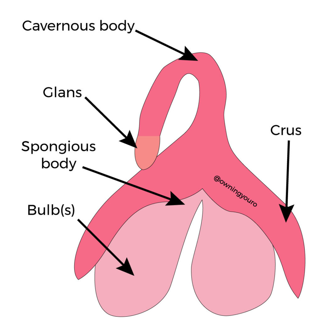 OYO-Clitoris